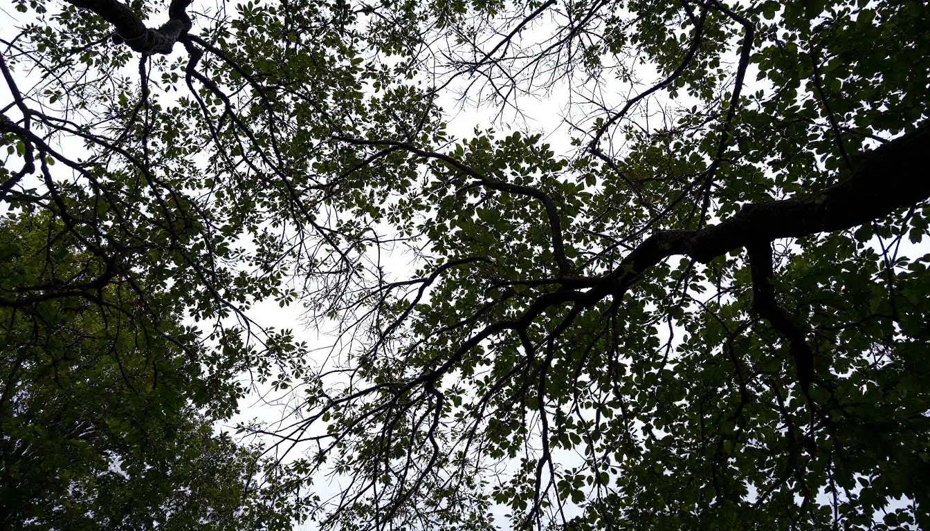 Flowering Tree Trimming in Columbus